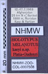 Etiketten zu Melanotus kasyi (NHMW-ZOO-COL-0007508)